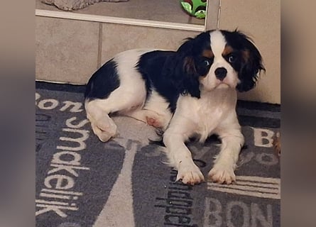 süße Cavalier Hündin