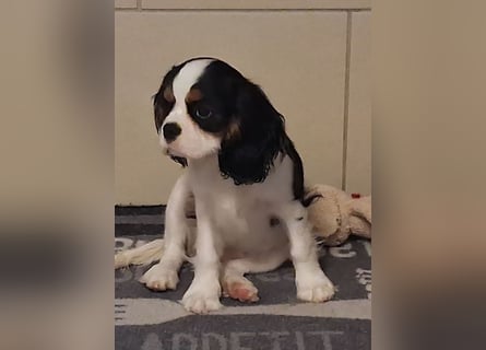 süße Cavalier Hündin