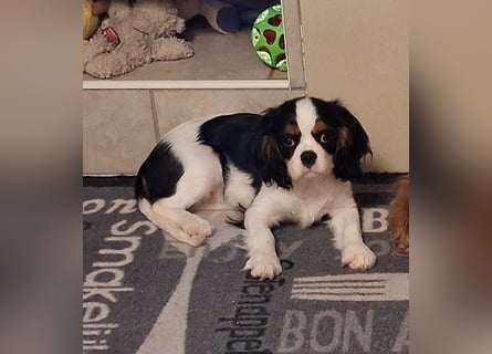 süße Cavalier Hündin