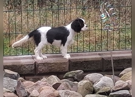 süße Cavalier Hündin