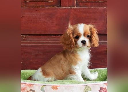 Cavalier King Charles Spaniel