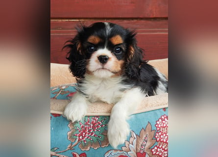 Cavalier King Charles Spaniel