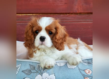 Cavalier King Charles Spaniel