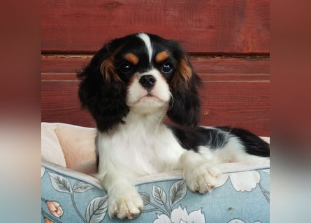 Cavalier King Charles Spaniel