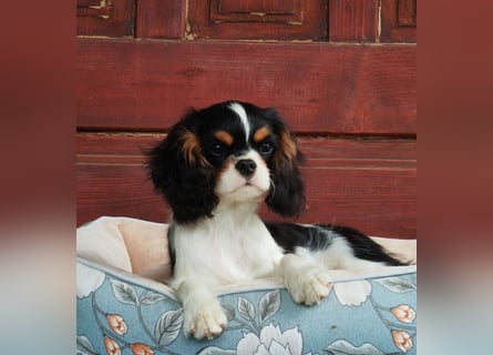 Cavalier King Charles Spaniel
