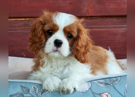 Cavalier King Charles Spaniel