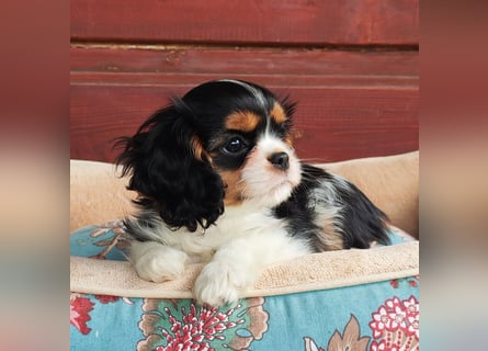 Cavalier King Charles Spaniel
