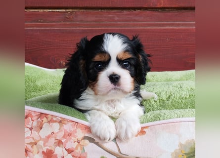 Cavalier King Charles Spaniel