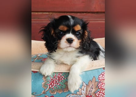 Cavalier King Charles Spaniel