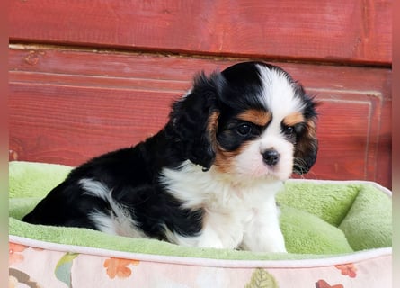Cavalier King Charles Spaniel