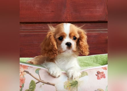 Cavalier King Charles Spaniel