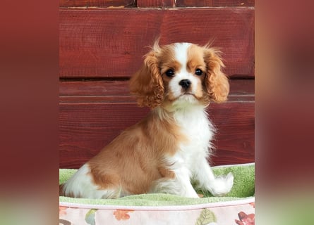 Cavalier King Charles Spaniel
