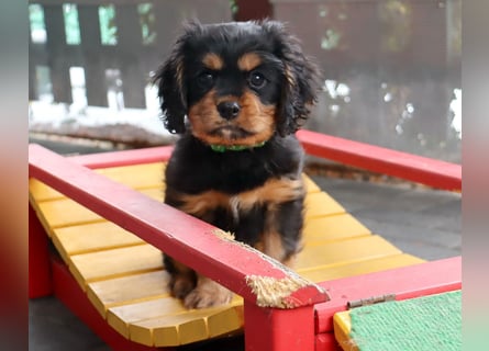 Süsser black and tan Welpe - Rüde