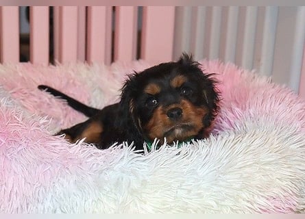 Süsser black and tan Welpe - Rüde