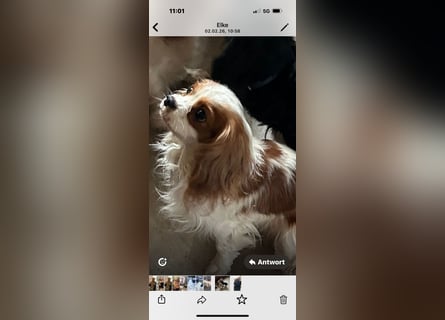 Cavalier King Charles Spaniel 