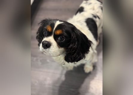 Cavalier King Charles Hündin