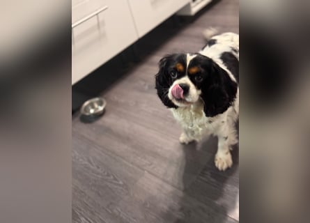 Cavalier King Charles Hündin