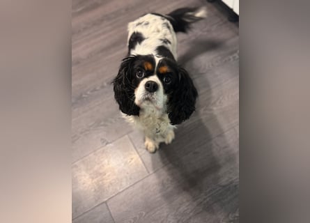 Cavalier King Charles Hündin