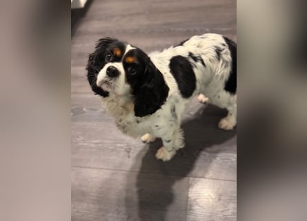 Cavalier King Charles Hündin