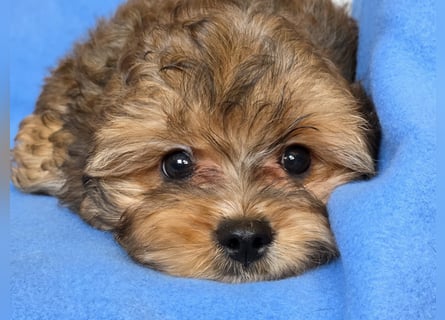 Cavapoo welpen