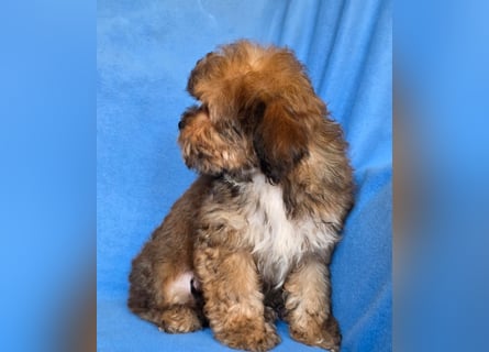 Cavapoo welpen