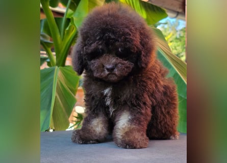 Cavapoo welpen