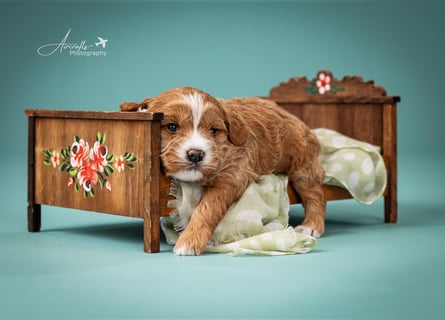 Nelly sucht Kuschelfamilie