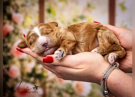 Nelly sucht Kuschelfamilie