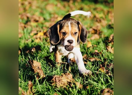 F1-BEAGLIER und CAVAPOO-WELPEN aus Etischer Zucht mit FCI-reinrassigen Eltern! CHAMPION BLUTLINIE