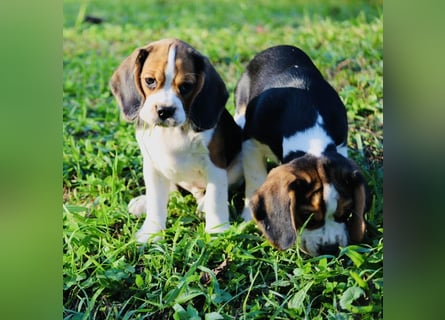 F1-BEAGLIER und CAVAPOO-WELPEN aus Etischer Zucht mit FCI-reinrassigen Eltern! CHAMPION BLUTLINIE