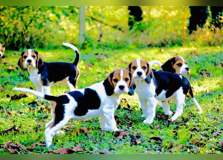 F1-BEAGLIER und CAVAPOO-WELPEN aus Etischer Zucht mit FCI-reinrassigen Eltern! CHAMPION BLUTLINIE