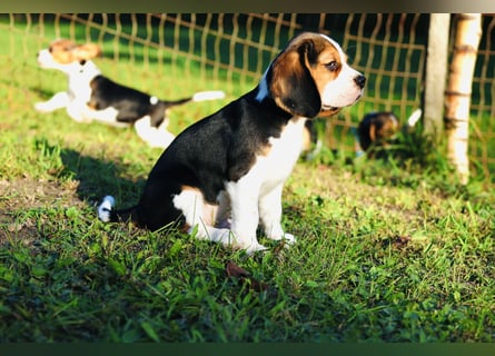 F1-BEAGLIER und CAVAPOO-WELPEN aus Etischer Zucht mit FCI-reinrassigen Eltern! CHAMPION BLUTLINIE