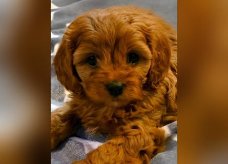 F1-BEAGLIER und CAVAPOO-WELPEN aus Etischer Zucht mit FCI-reinrassigen Eltern! CHAMPION BLUTLINIE