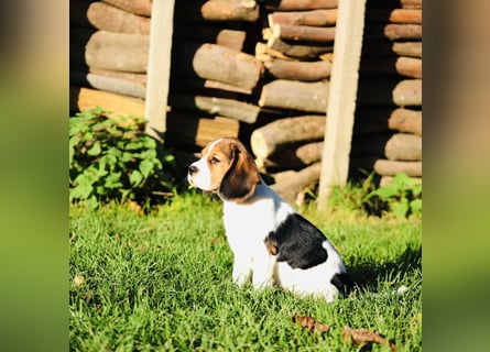 F1-BEAGLIER und CAVAPOO-WELPEN aus Etischer Zucht mit FCI-reinrassigen Eltern! CHAMPION BLUTLINIE