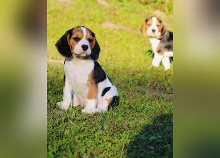 F1-BEAGLIER und CAVAPOO-WELPEN aus Etischer Zucht mit FCI-reinrassigen Eltern! CHAMPION BLUTLINIE