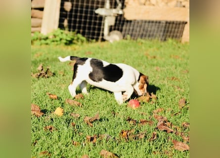 F1-BEAGLIER und CAVAPOO-WELPEN aus Etischer Zucht mit FCI-reinrassigen Eltern! CHAMPION BLUTLINIE