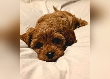 F1-BEAGLIER und CAVAPOO-WELPEN aus Etischer Zucht mit FCI-reinrassigen Eltern! CHAMPION BLUTLINIE