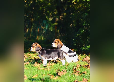 F1-BEAGLIER und CAVAPOO-WELPEN aus Etischer Zucht mit FCI-reinrassigen Eltern! CHAMPION BLUTLINIE