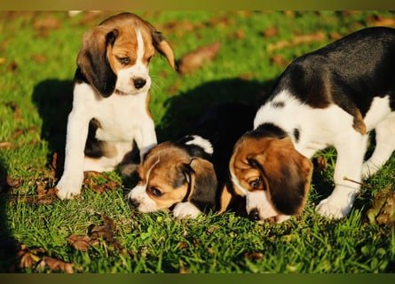 F1-BEAGLIER und CAVAPOO-WELPEN aus Etischer Zucht mit FCI-reinrassigen Eltern! CHAMPION BLUTLINIE