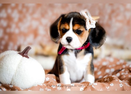 F1-BEAGLIER und CAVAPOO-WELPEN aus Etischer Zucht mit FCI-reinrassigen Eltern! CHAMPION BLUTLINIE