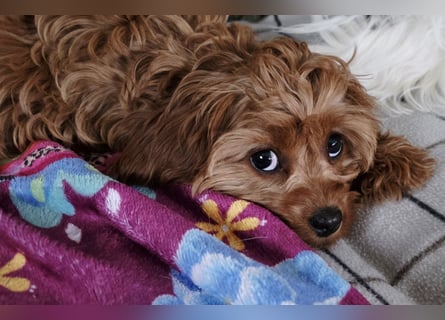 F1-BEAGLIER und CAVAPOO-WELPEN aus Etischer Zucht mit FCI-reinrassigen Eltern! CHAMPION BLUTLINIE