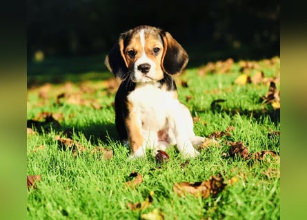 F1-BEAGLIER und CAVAPOO-WELPEN aus Etischer Zucht mit FCI-reinrassigen Eltern! CHAMPION BLUTLINIE