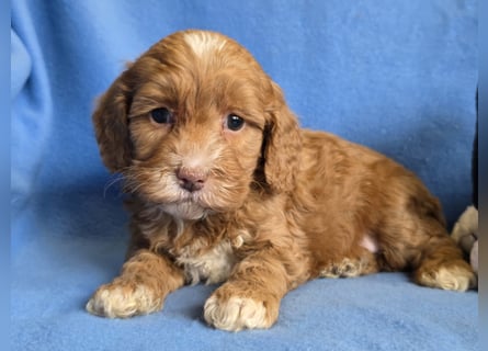 Cavapoo welpen