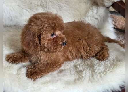 Cavapoo welpen