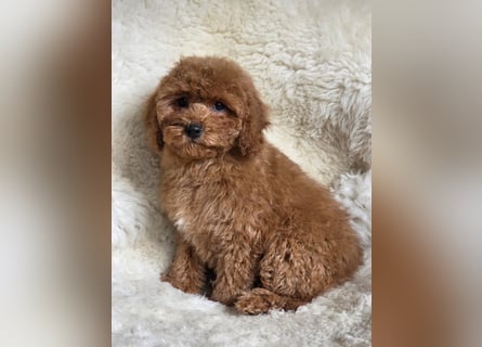 Cavapoo welpen