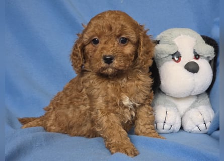 Cavapoo welpen