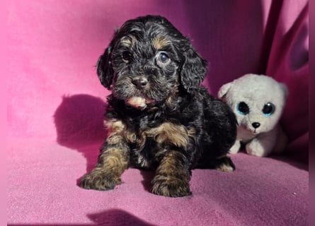 Cavapoo welpen