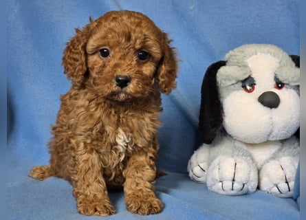 Cavapoo welpen