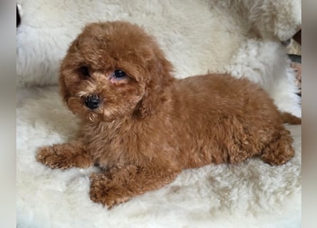 Cavapoo welpen