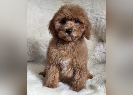 Cavapoo welpen